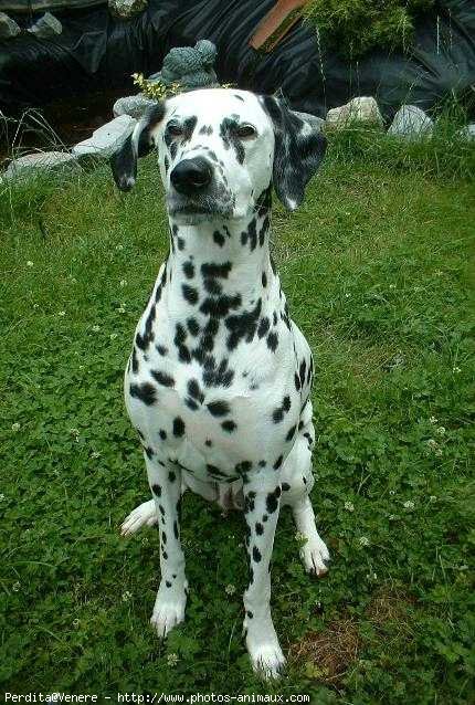 Photo de Dalmatien