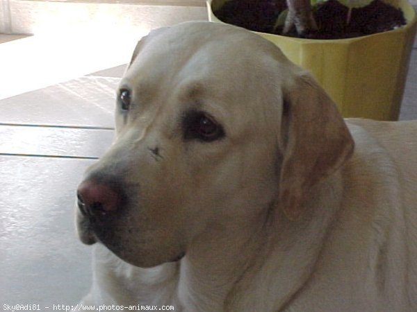 Photo de Labrador retriever