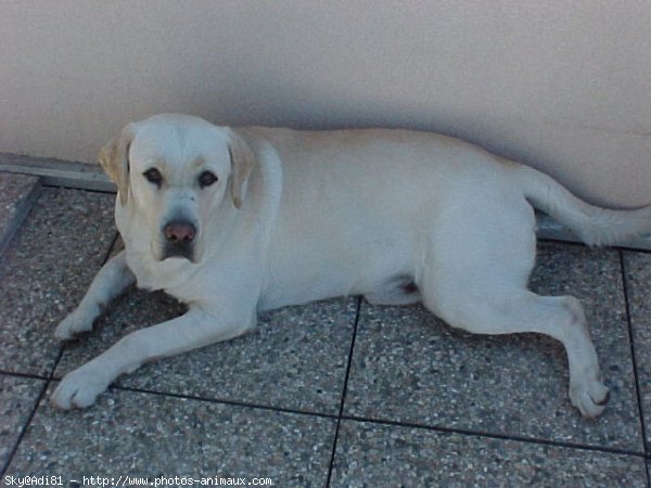 Photo de Labrador retriever