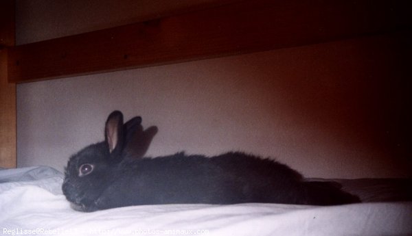 Photo de Lapin