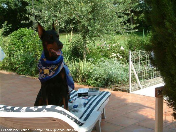 Photo de Dobermann