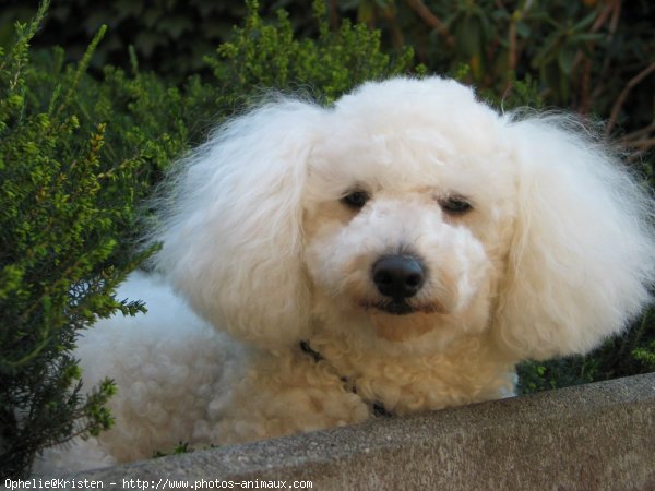 Photo de Bichon  poil fris