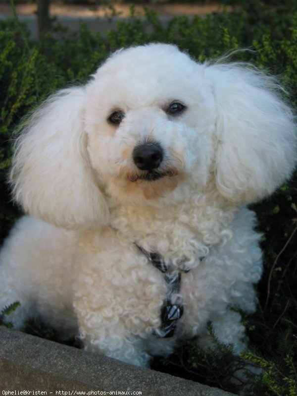 Photo de Bichon  poil fris