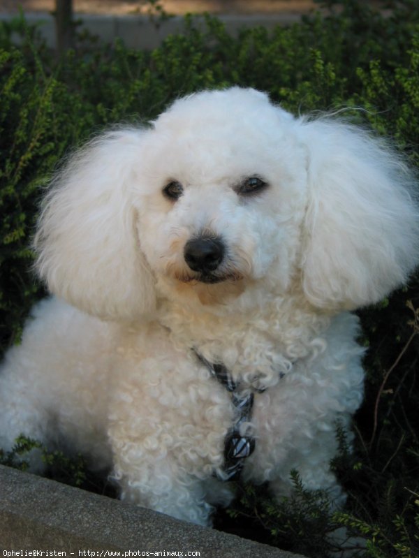 Photo de Bichon  poil fris