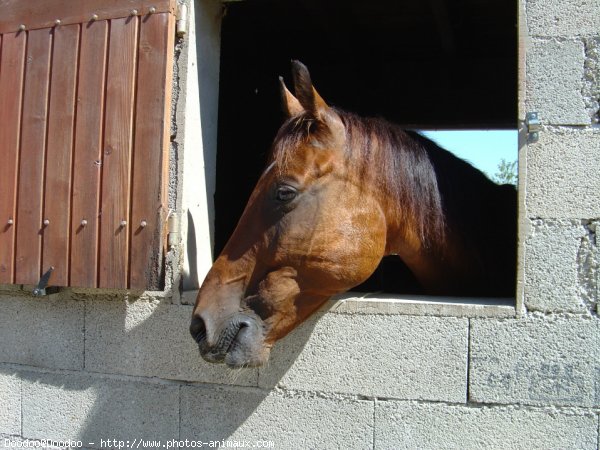 Photo de Trotteur franais