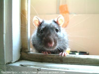 Photo de Rat