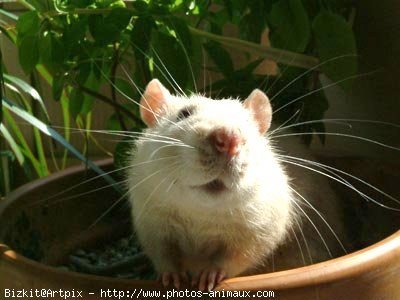 Photo de Rat