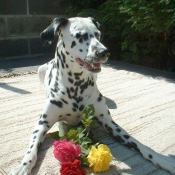 Photo de Dalmatien