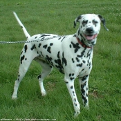 Photo de Dalmatien