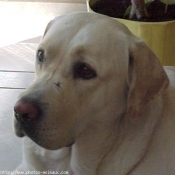 Photo de Labrador retriever