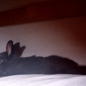 Photo de Lapin