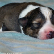 Photo de Chien de berger des shetland