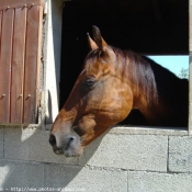 Photo de Trotteur franais