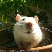 Photo de Rat