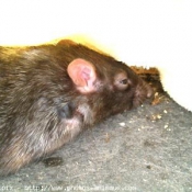 Photo de Rat