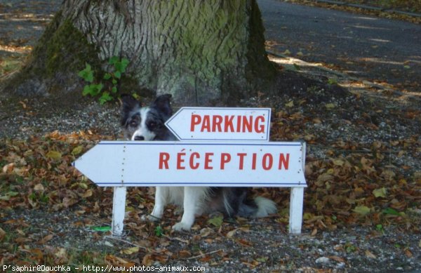 Photo de Border collie