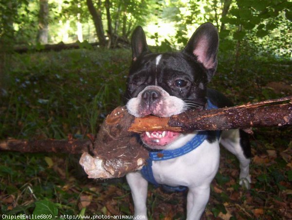 Photo de Bouledogue franais