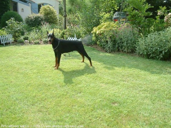 Photo de Dobermann