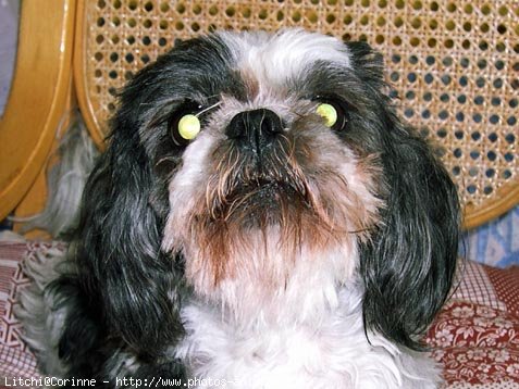 Photo de Shih tzu