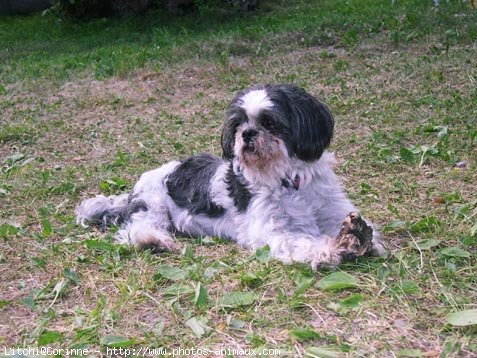 Photo de Shih tzu