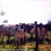 Photo de Vache