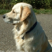 Photo de Golden retriever