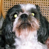 Photo de Shih tzu