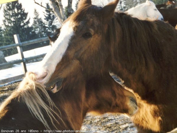 Photo de Races diffrentes