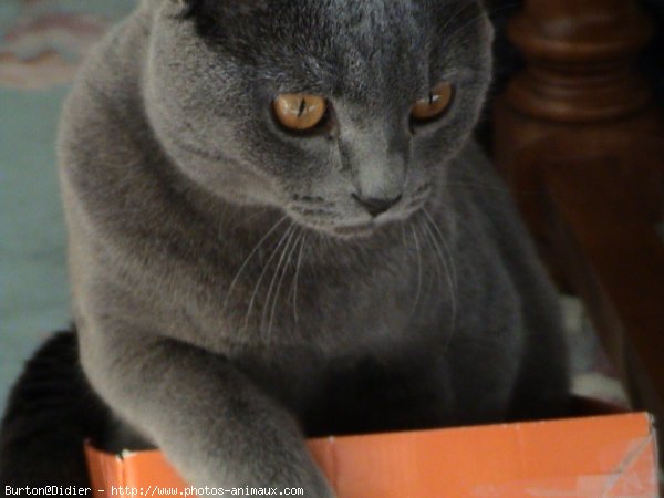 Photo de Chartreux