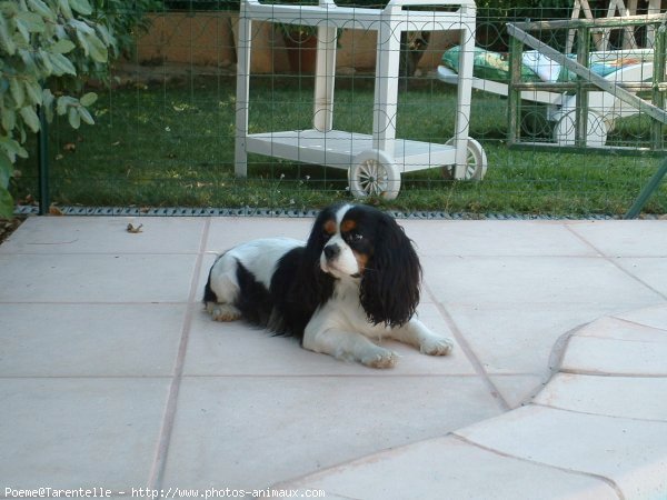 Photo de Cavalier king charles spaniel