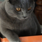 Photo de Chartreux