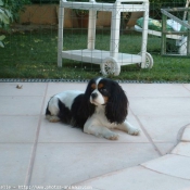 Photo de Cavalier king charles spaniel