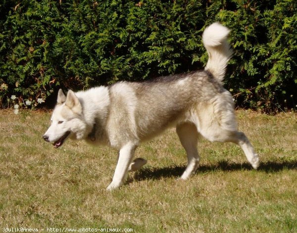 Photo de Husky siberien