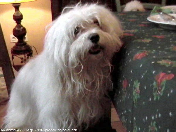 Photo de Coton de tulear