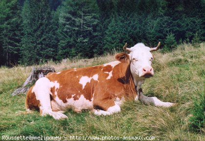 Photo de Vache