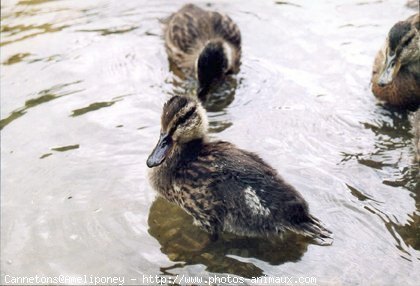 Photo de Canard