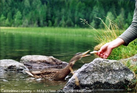 Photo de Canard