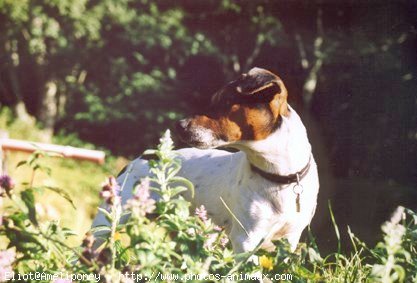 Photo de Jack russell terrier