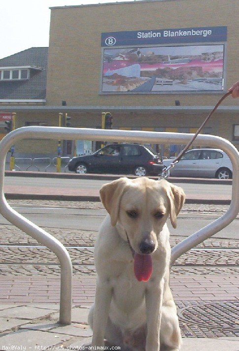 Photo de Labrador retriever