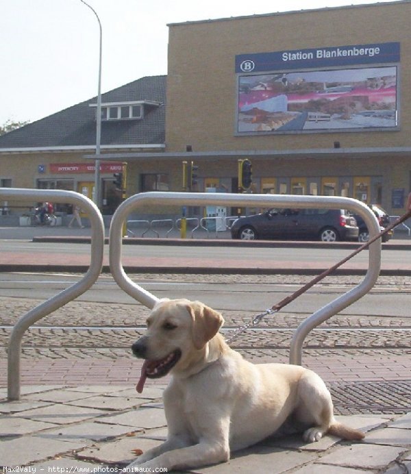 Photo de Labrador retriever