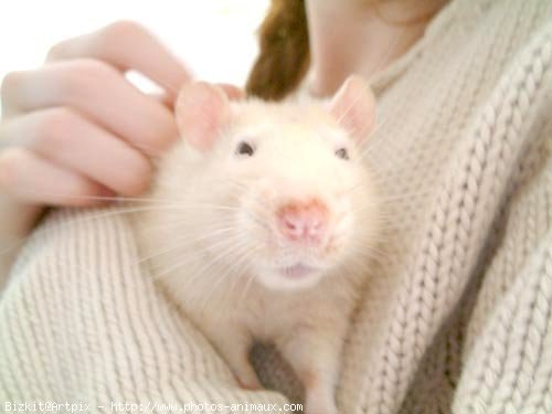 Photo de Rat