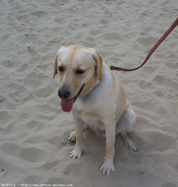 Photo de Labrador retriever