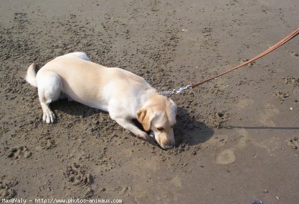 Photo de Labrador retriever