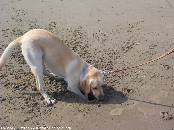 Photo de Labrador retriever