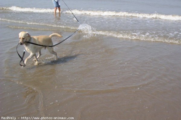 Photo de Labrador retriever