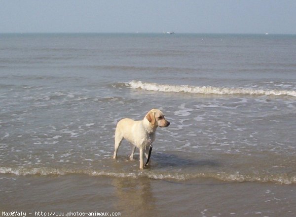 Photo de Labrador retriever