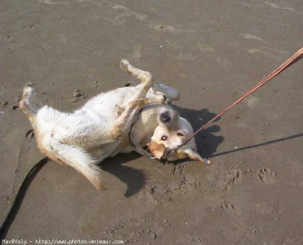 Photo de Labrador retriever