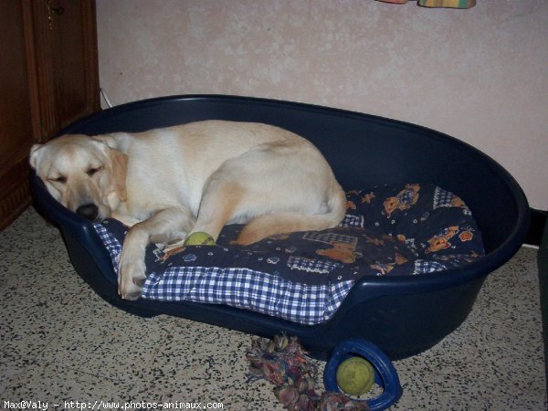 Photo de Labrador retriever