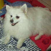 Photo de Spitz moyen