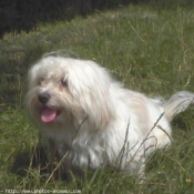 Photo de Coton de tulear